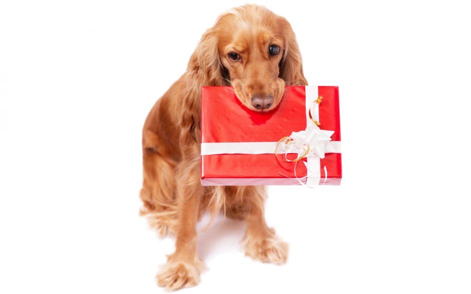 Собака в подарок