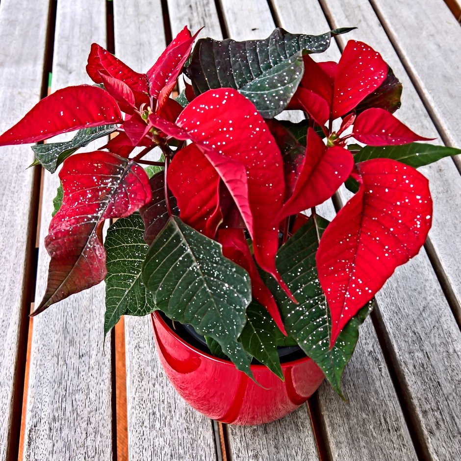Рождественский цветок с красными листьями название пуансеттия