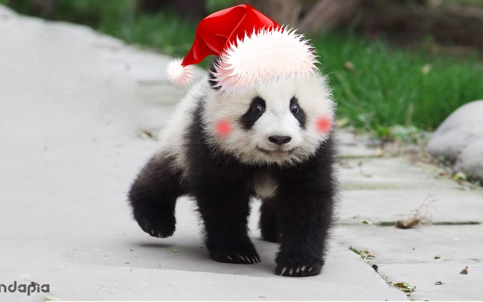 Панда в новогоднем колпаке