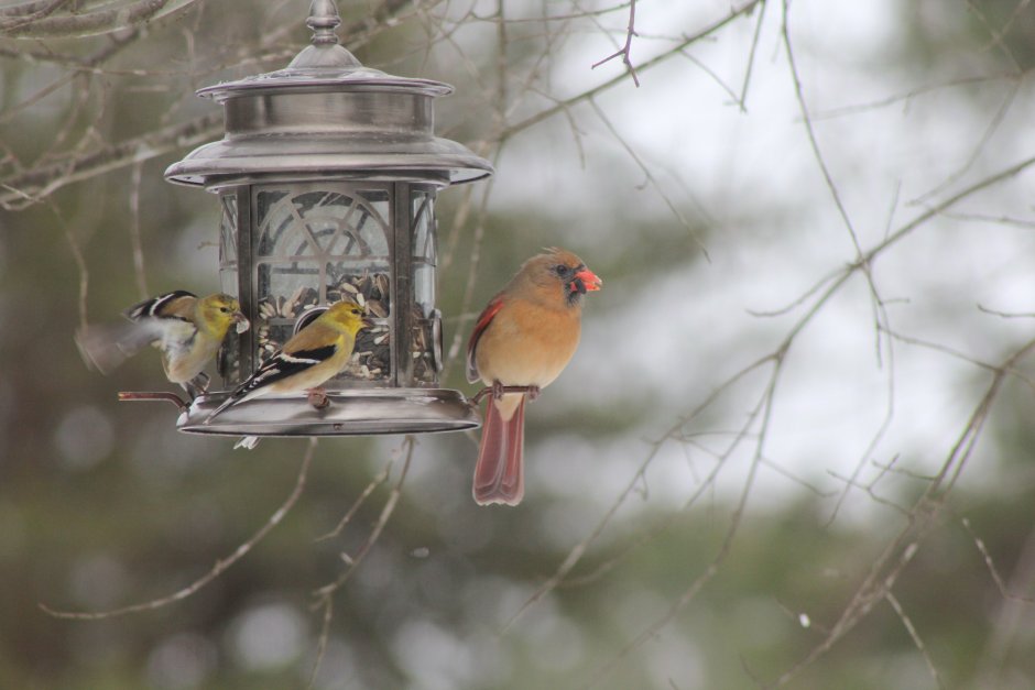 Певчие птицы зимой