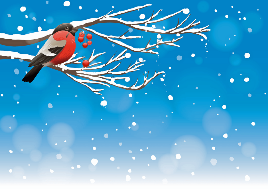 «Рождественская елка для птиц».