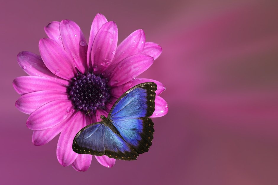 Розовая бабочка на розовом цветке