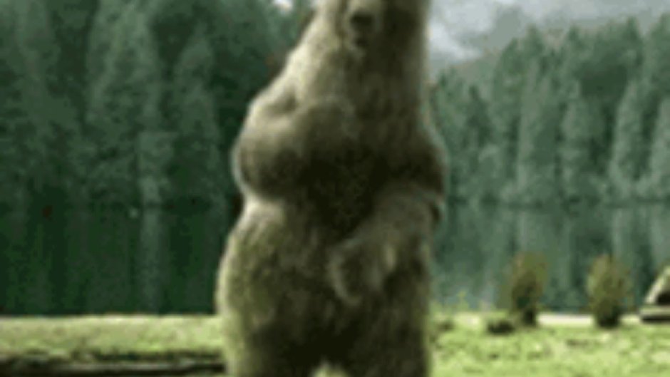 Медведь танцует