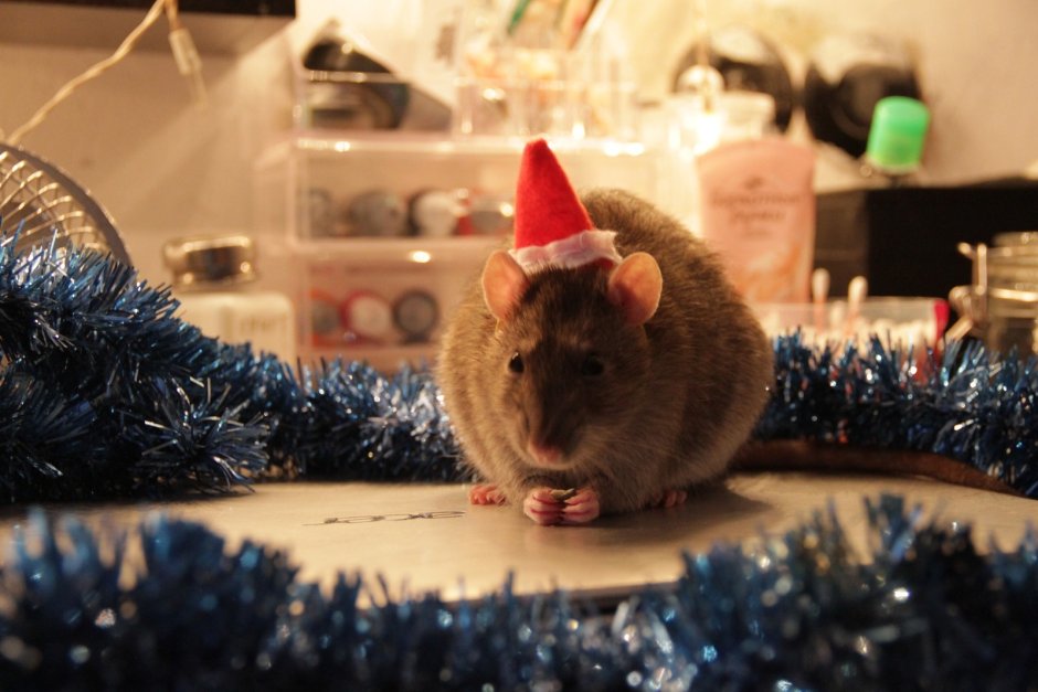 Новогодняя крыса