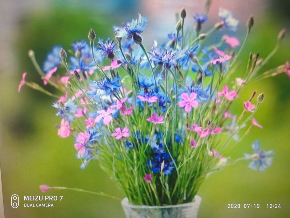 Елена Базанова акварель цветы