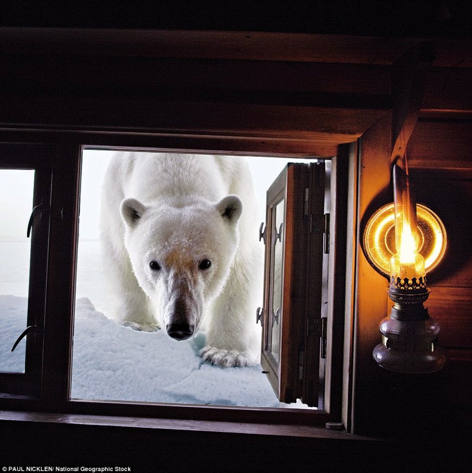 Медведь на окно