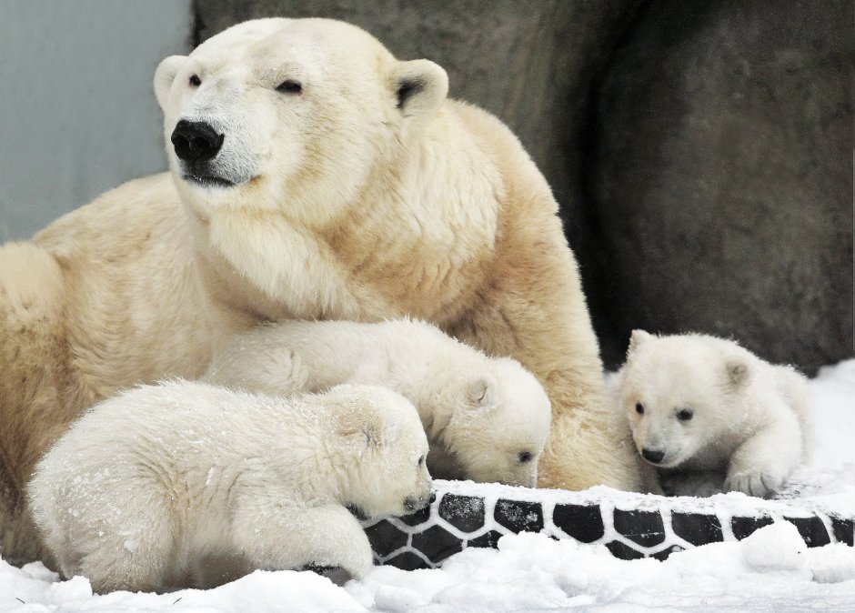 Международный день полярного белого медведя 27 февраля