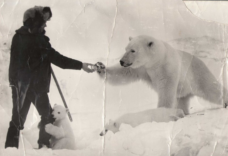 Международный день полярного белого медведя 27 февраля