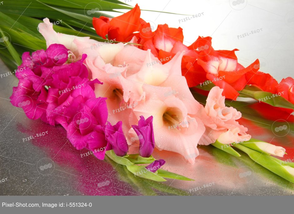Гладиолус (Gladiolus) срезка