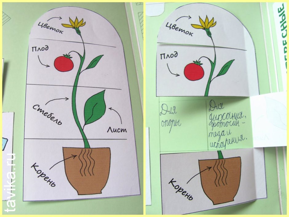 Family Tree Lapbook