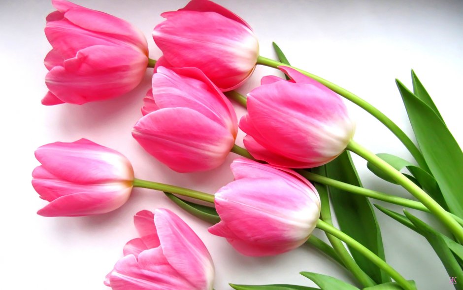 Нежные открытки с тюльпанами