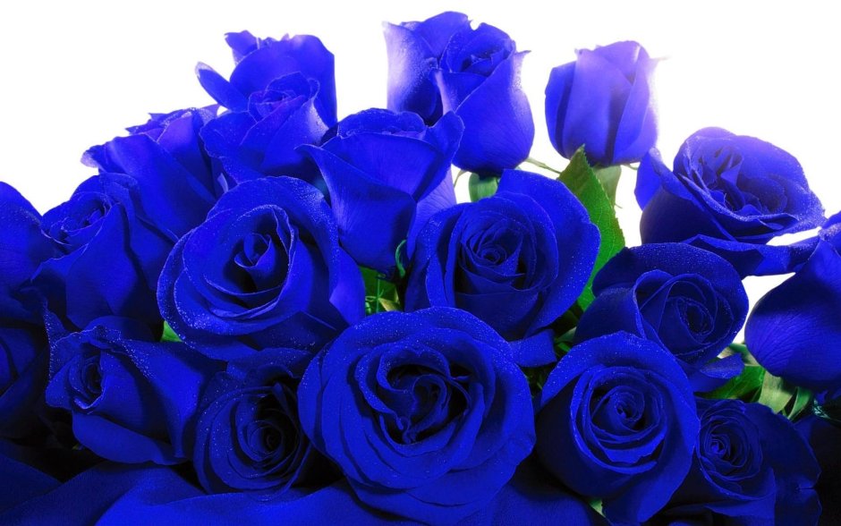Синие розы фото