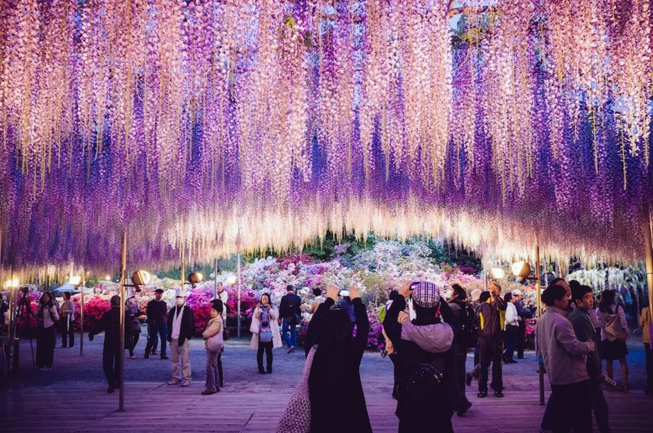 Фестиваль цветов в Японии
