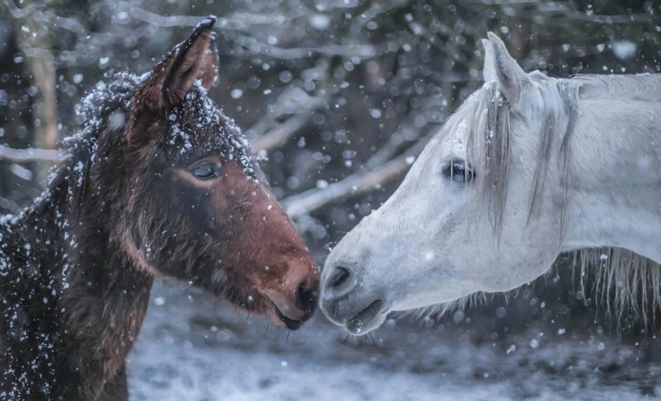 Карусель с лошадками зимой