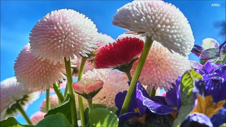 Беллис цветок