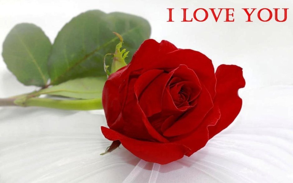 Красные розы на день Святого Валентина