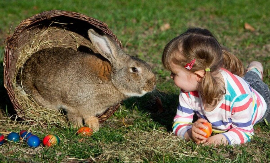 Easter Egg с кроликом