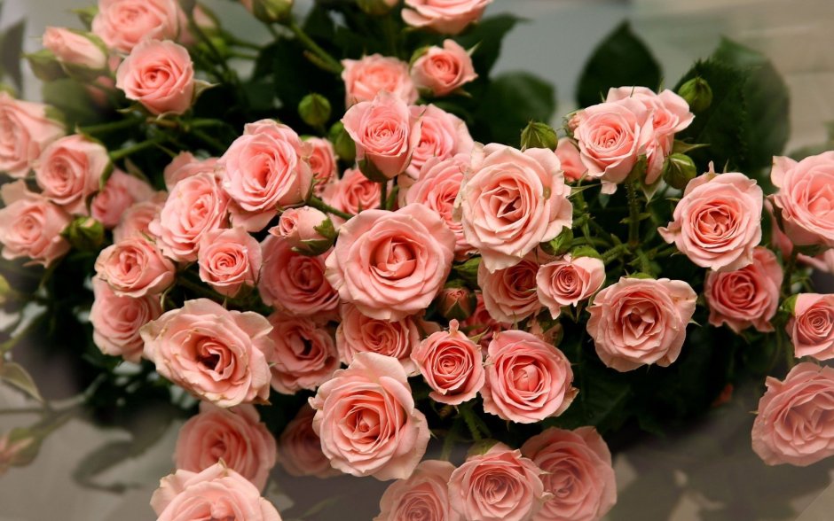 Роскошные розовые розы