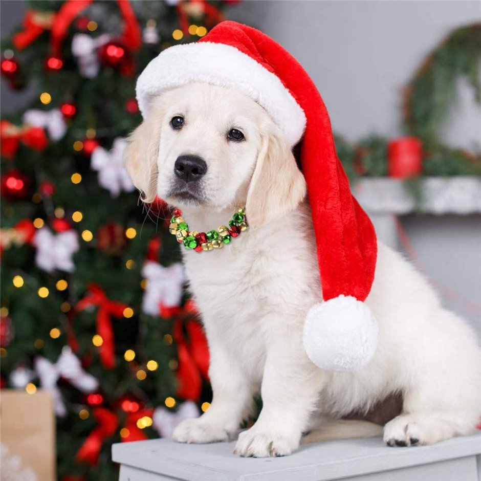 Собака Рождество