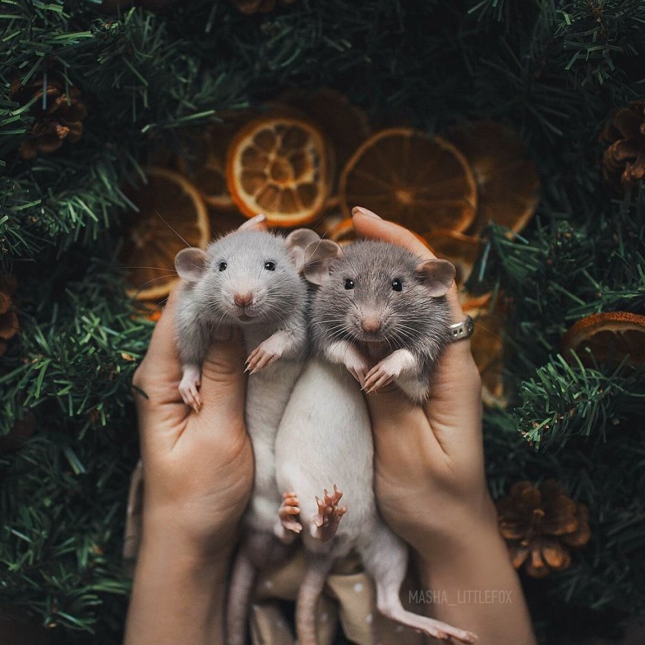 Две милые крыски