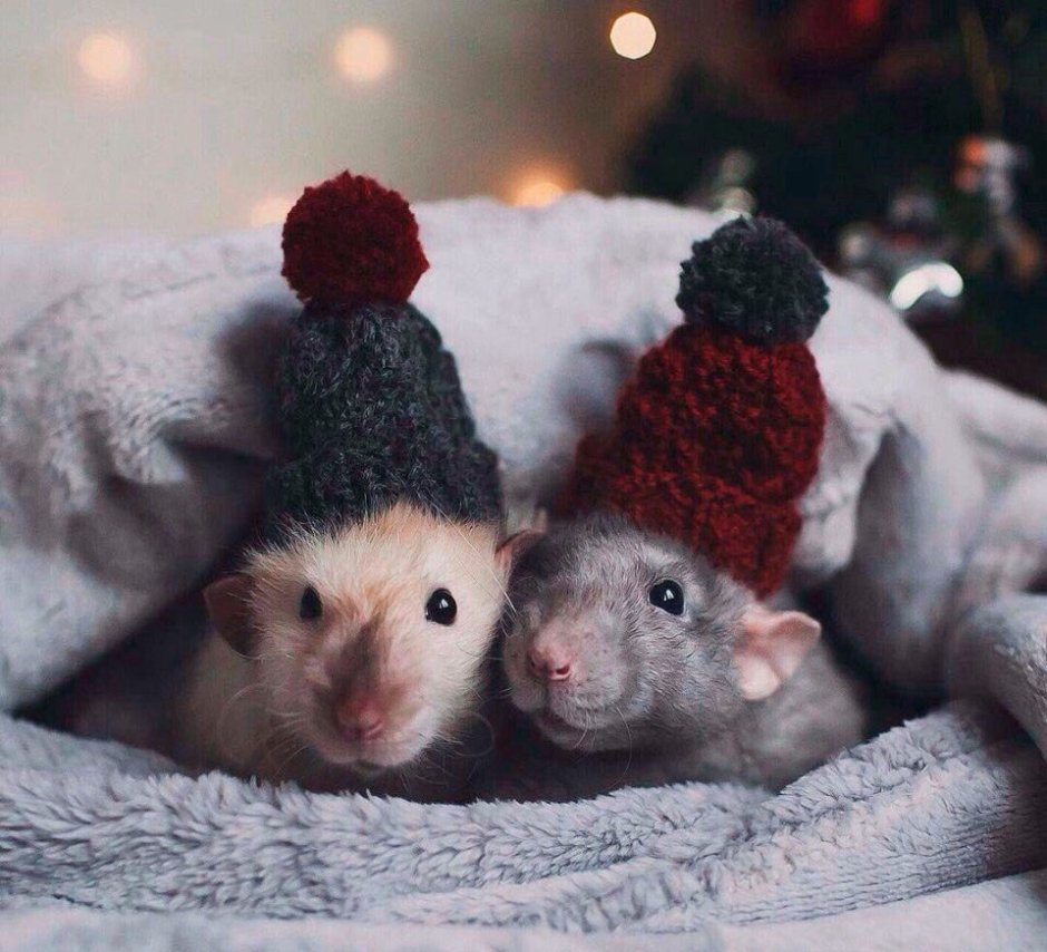 Две мышки