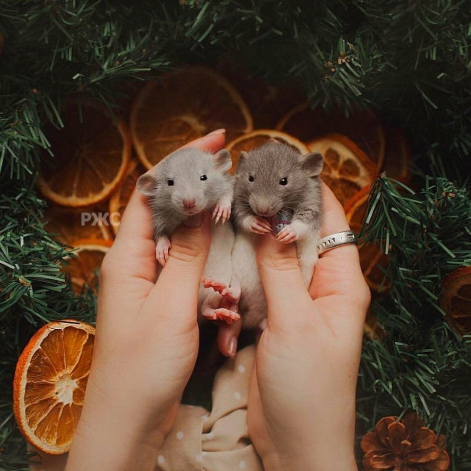 Милые крыски новогодние