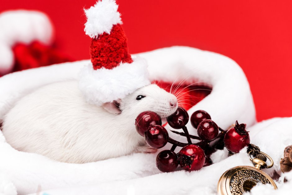 Белая крыса новый год