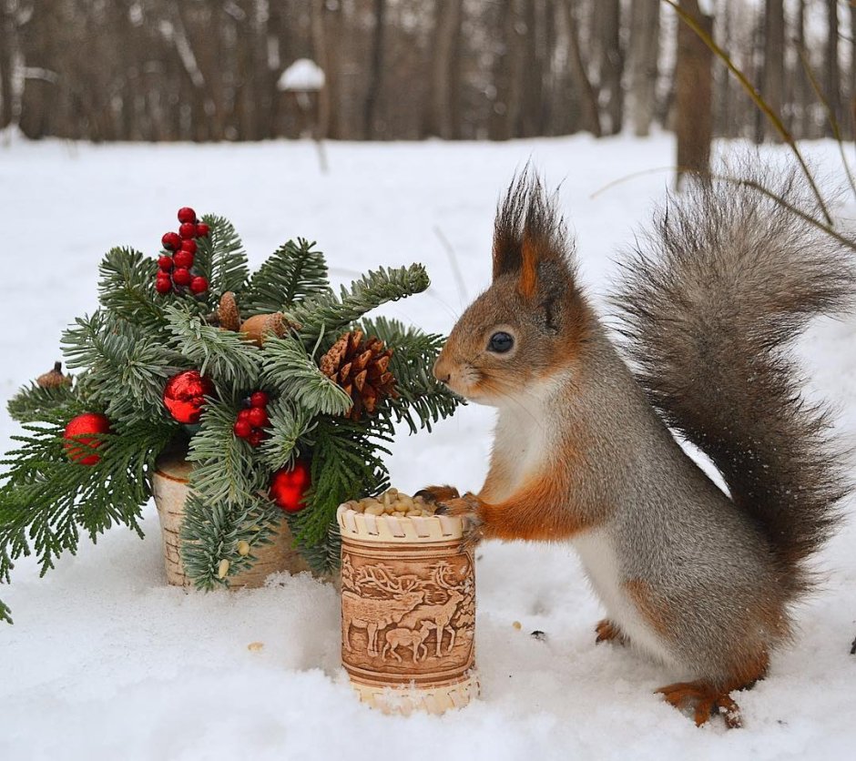 Новогодняя Белочка.