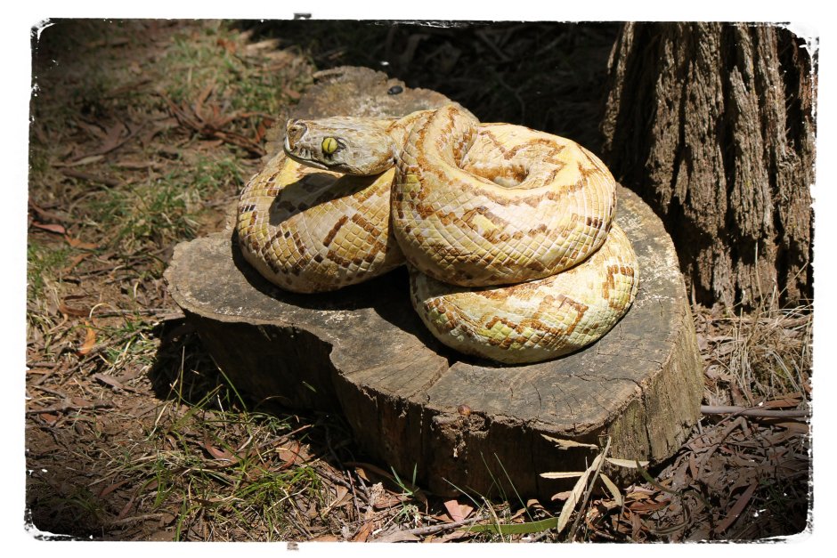 Snake on a log photo