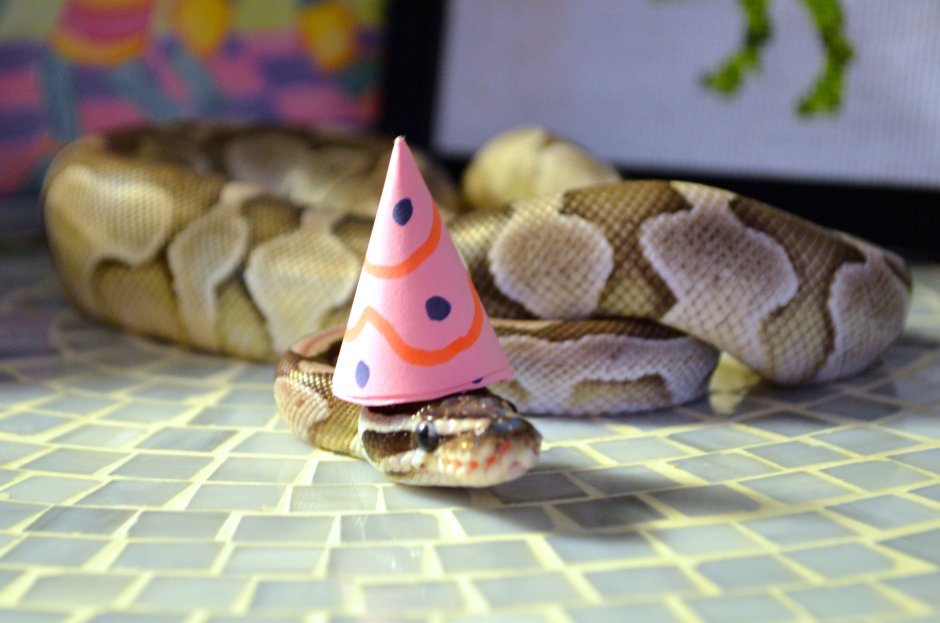 С днем рождения змея