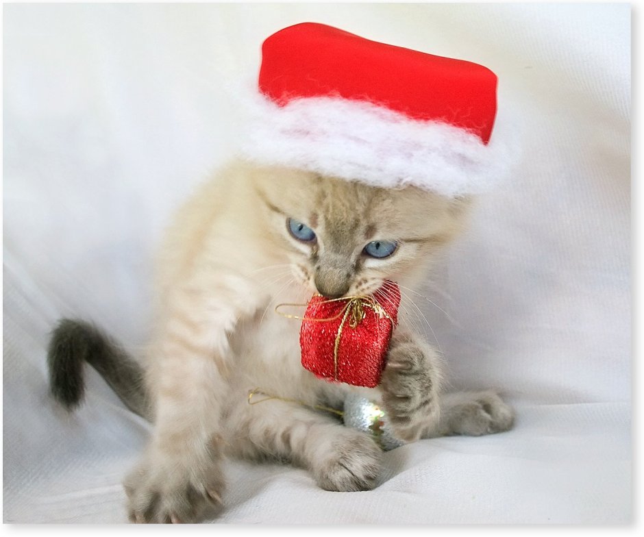 Котики в шапочках новогодних мило