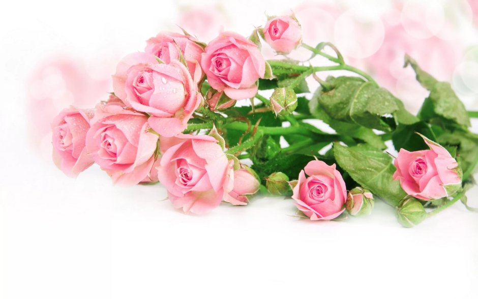 Розы розовые свежие красивые