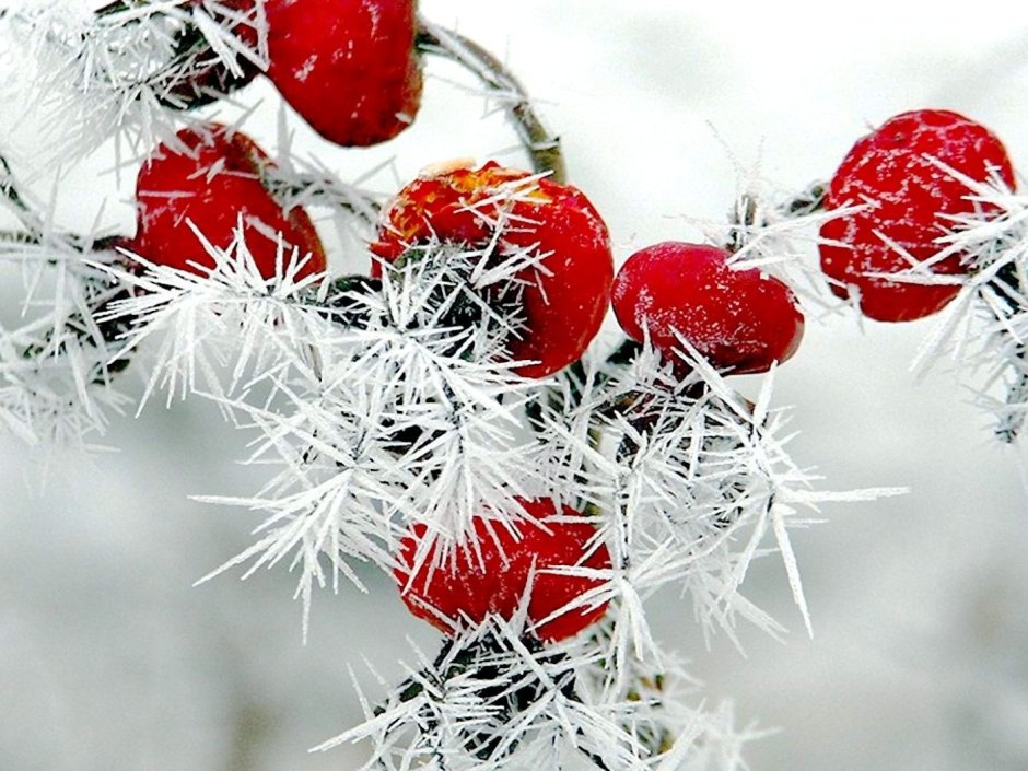Ветка с красными ягодами Новогодняя