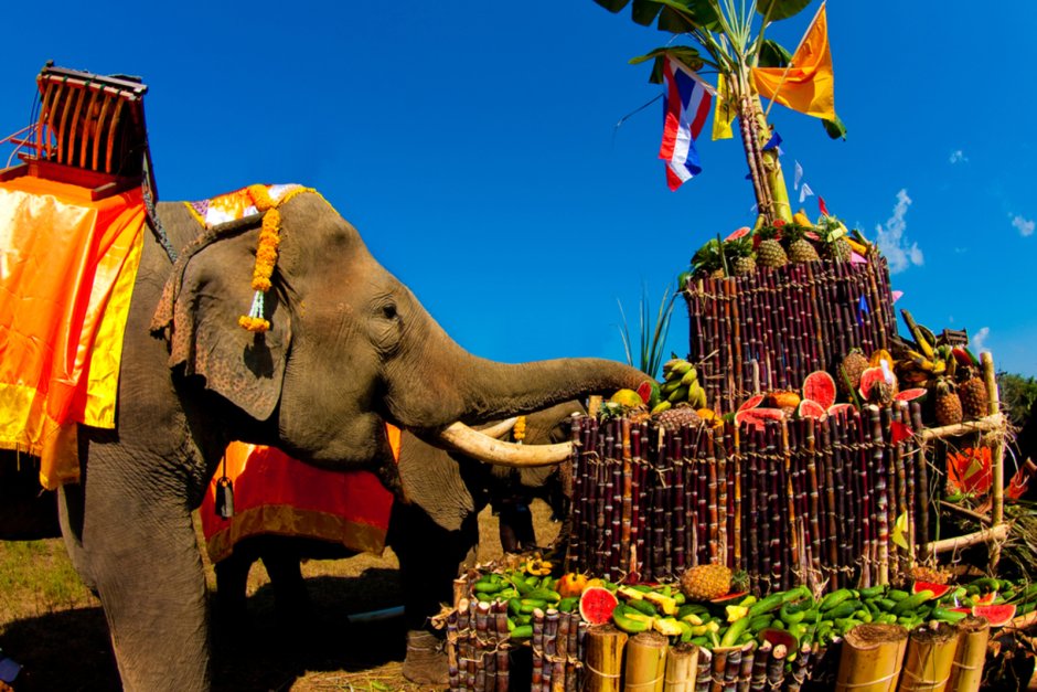 Национальный день тайского слона 13 марта