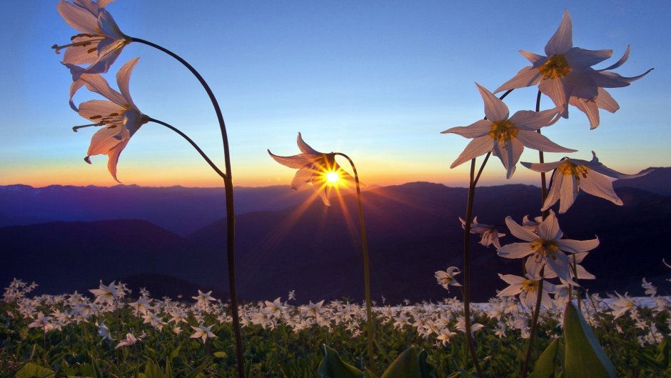 Восход солнца цветы