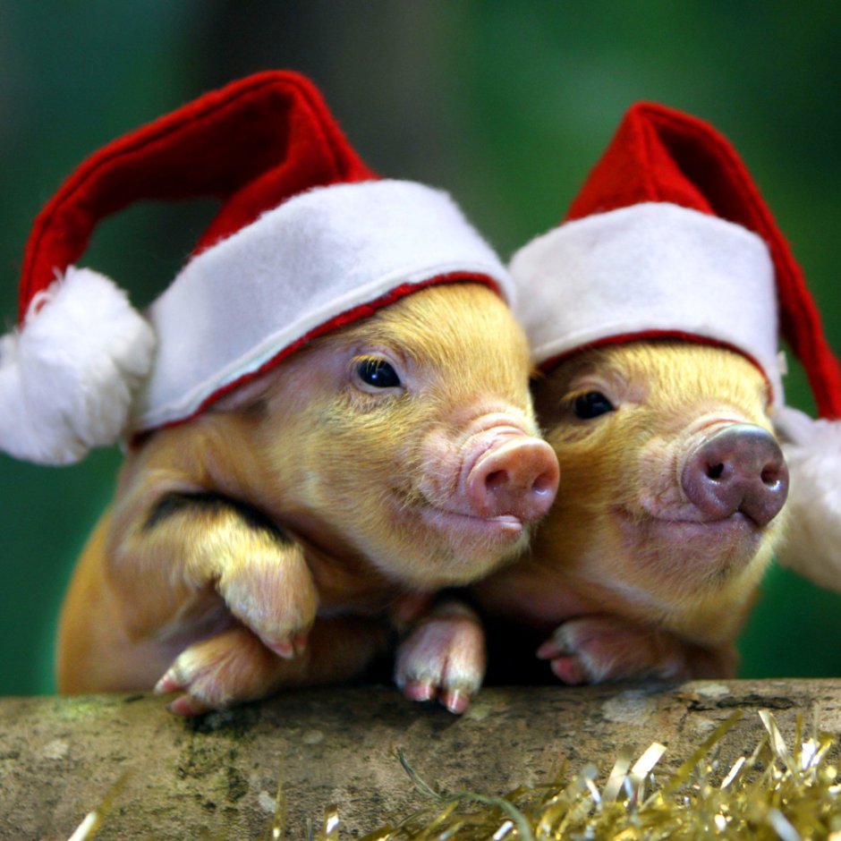 Свинка в новогодней шапке