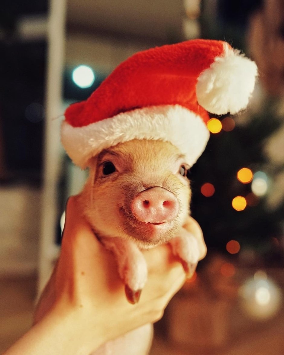 Свинья в новогодней шапке