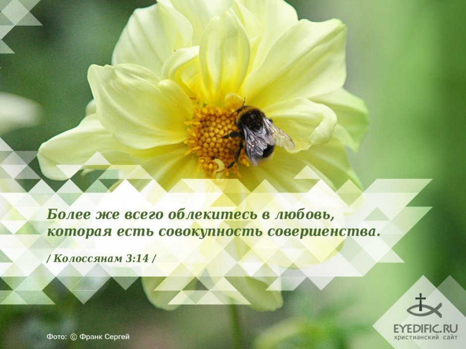 Цитаты из Библии цветы