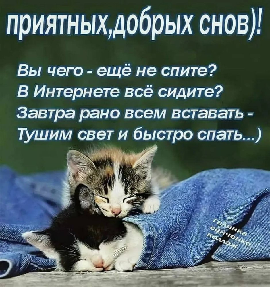 Смешные пожелания спокойной ночи