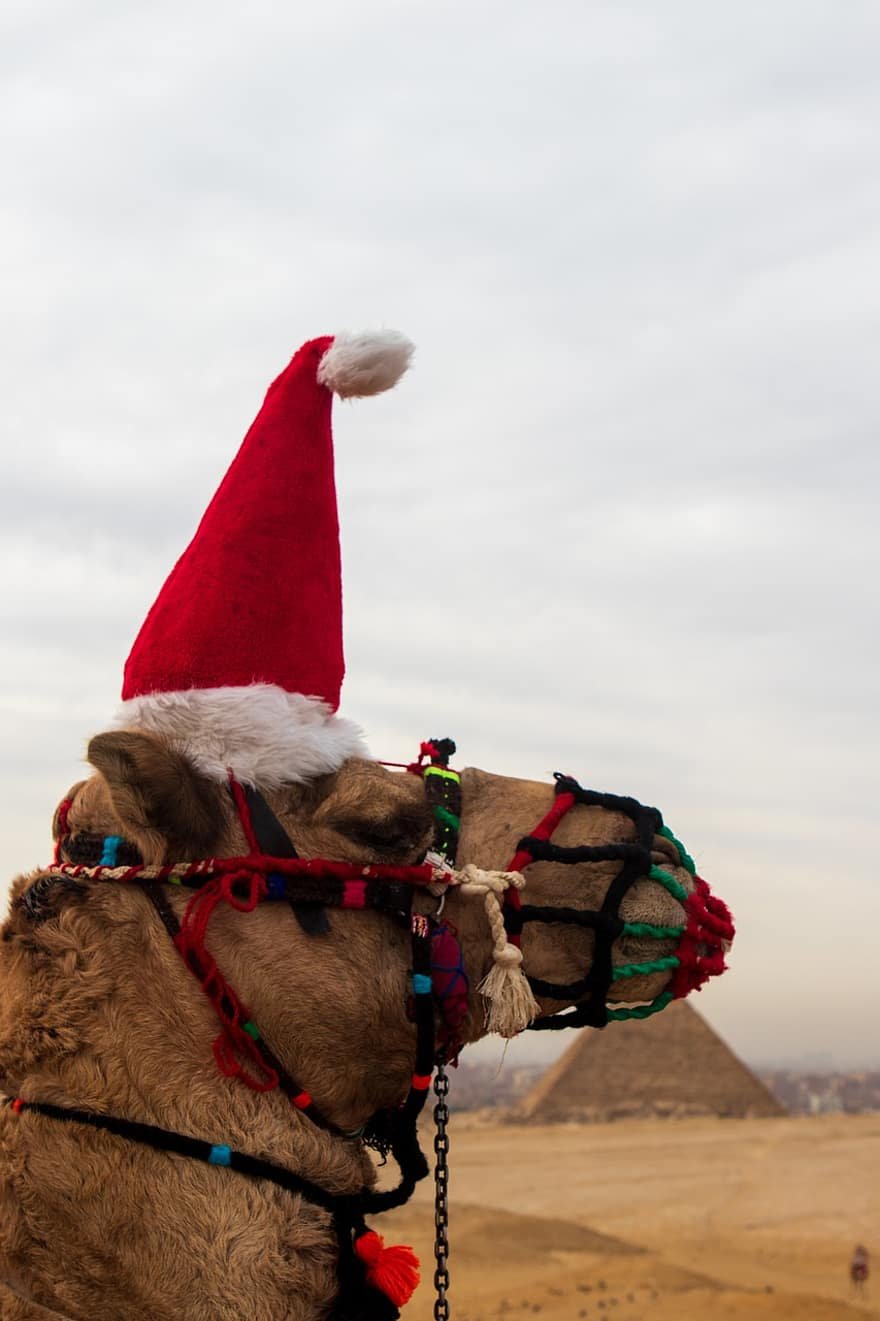 Египет новый год верблюд
