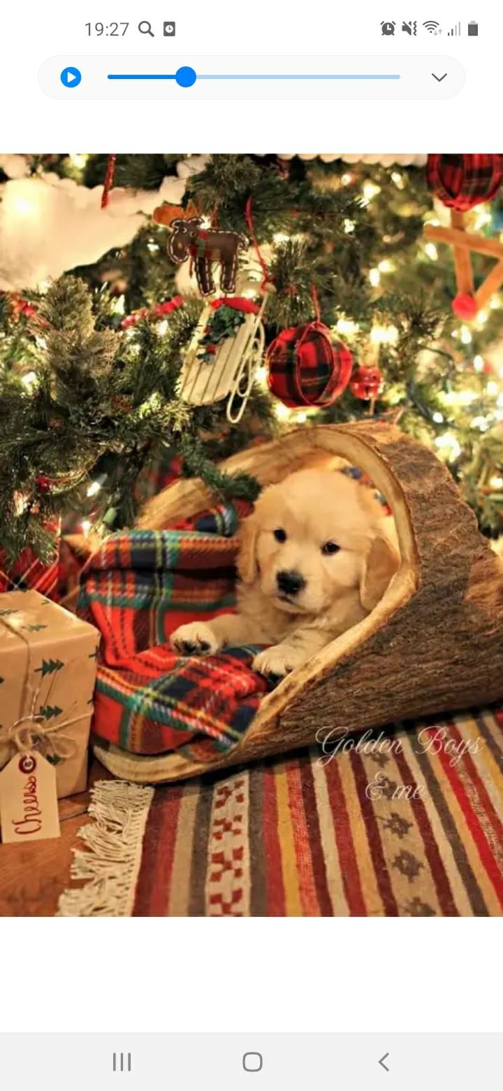 Собака под елкой