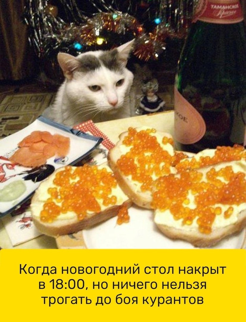 Коты за новогодним столом