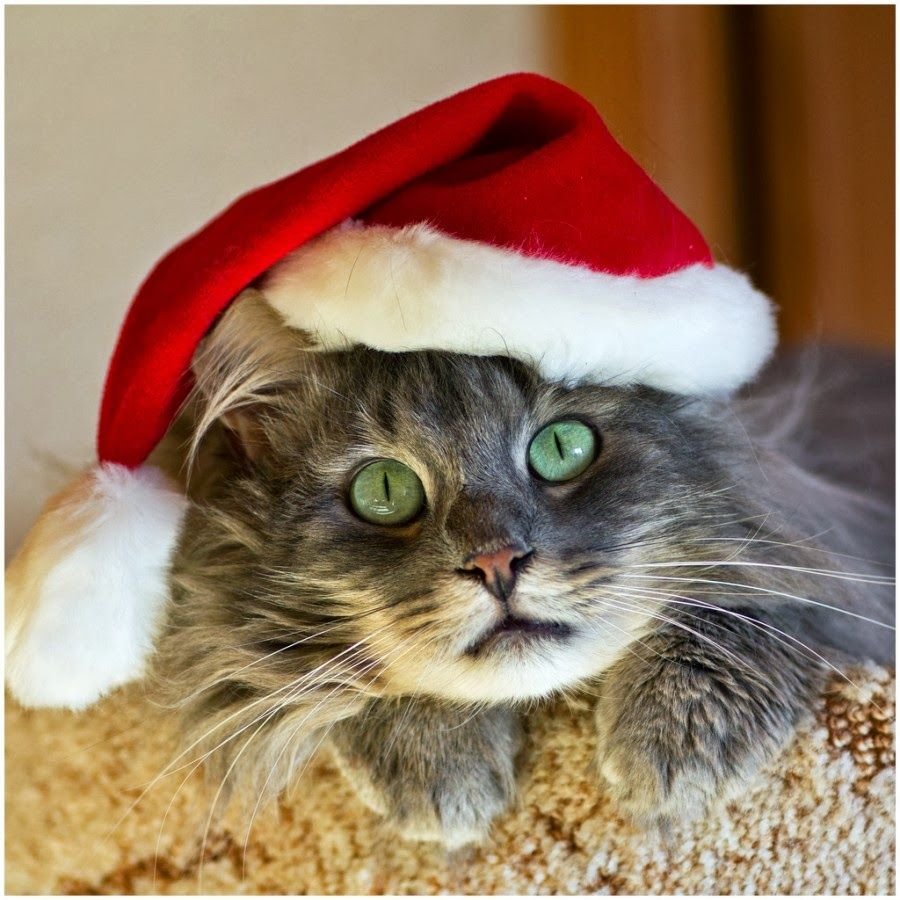Кот в новогодней шляпе