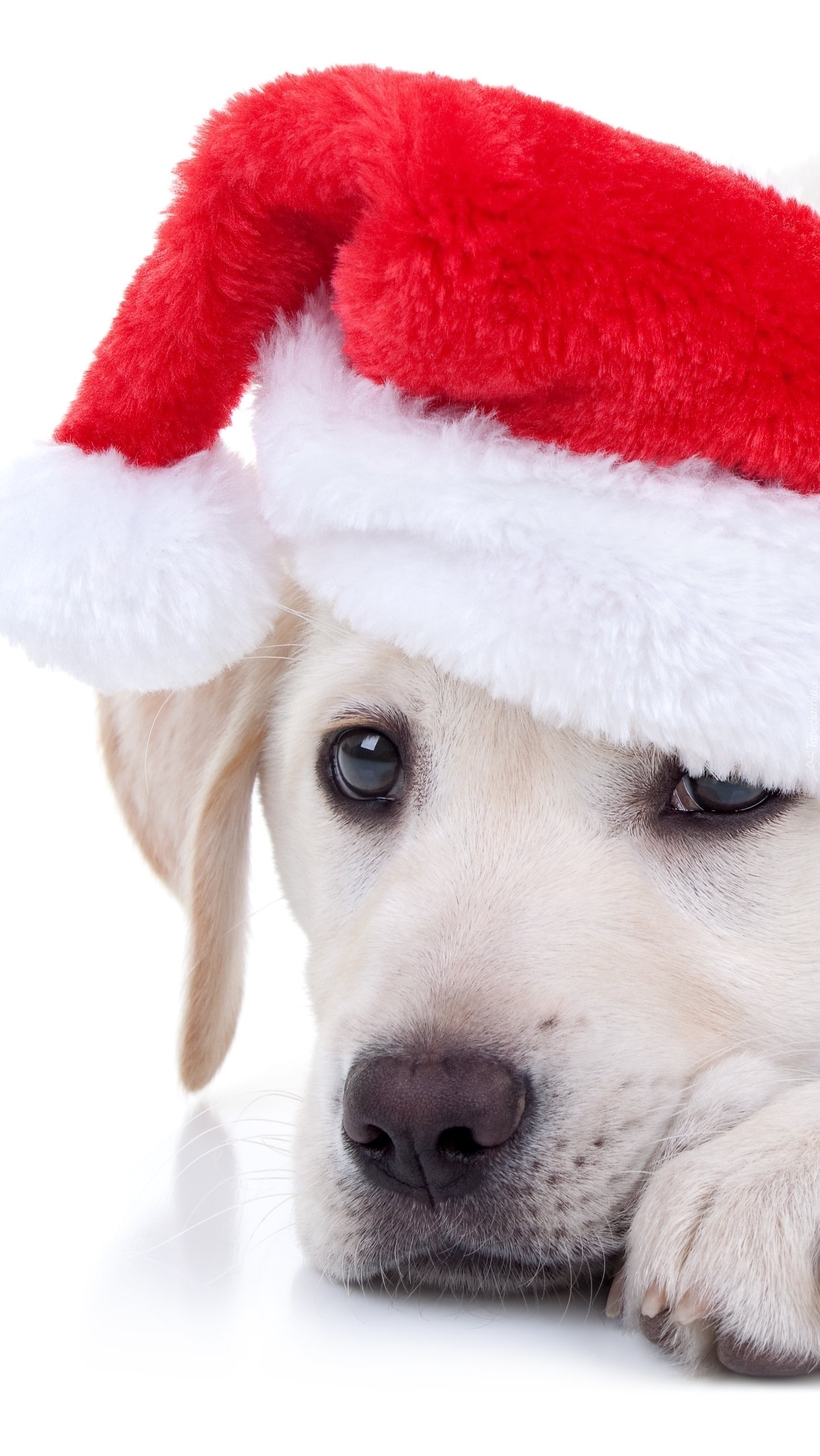Год собаки начнется. Собака в новогодней шапочке. Щенок в новогодней шапке. Собака в шапке Деда Мороза. Лабрадор в новогодней шапке.
