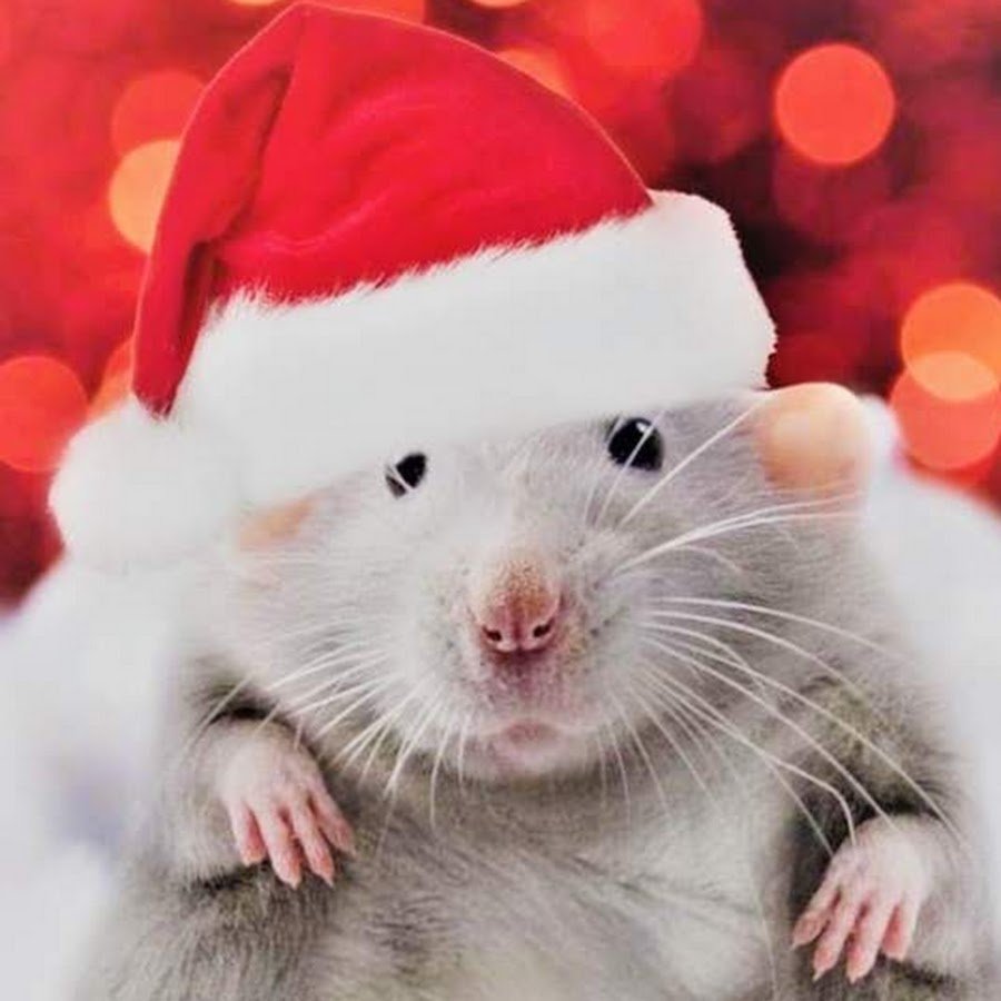 Красивая Новогодняя крыса