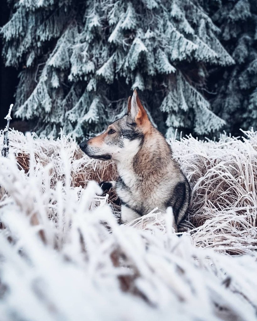 Новогодний волк