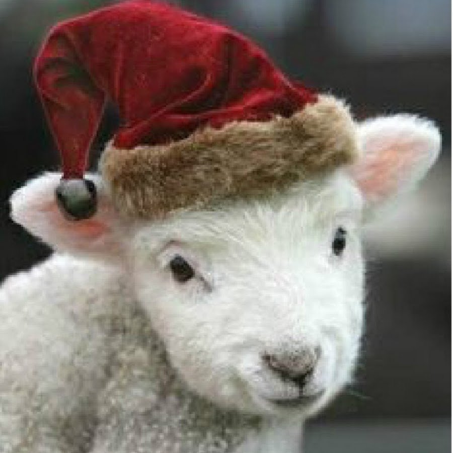 Овца в шапке