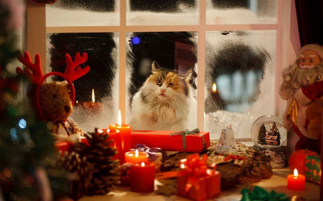 Включи кот новый год. Новогоднее чудо. В ожидании новогоднего чуда. Чудеса в новый год. В ожидании праздника.