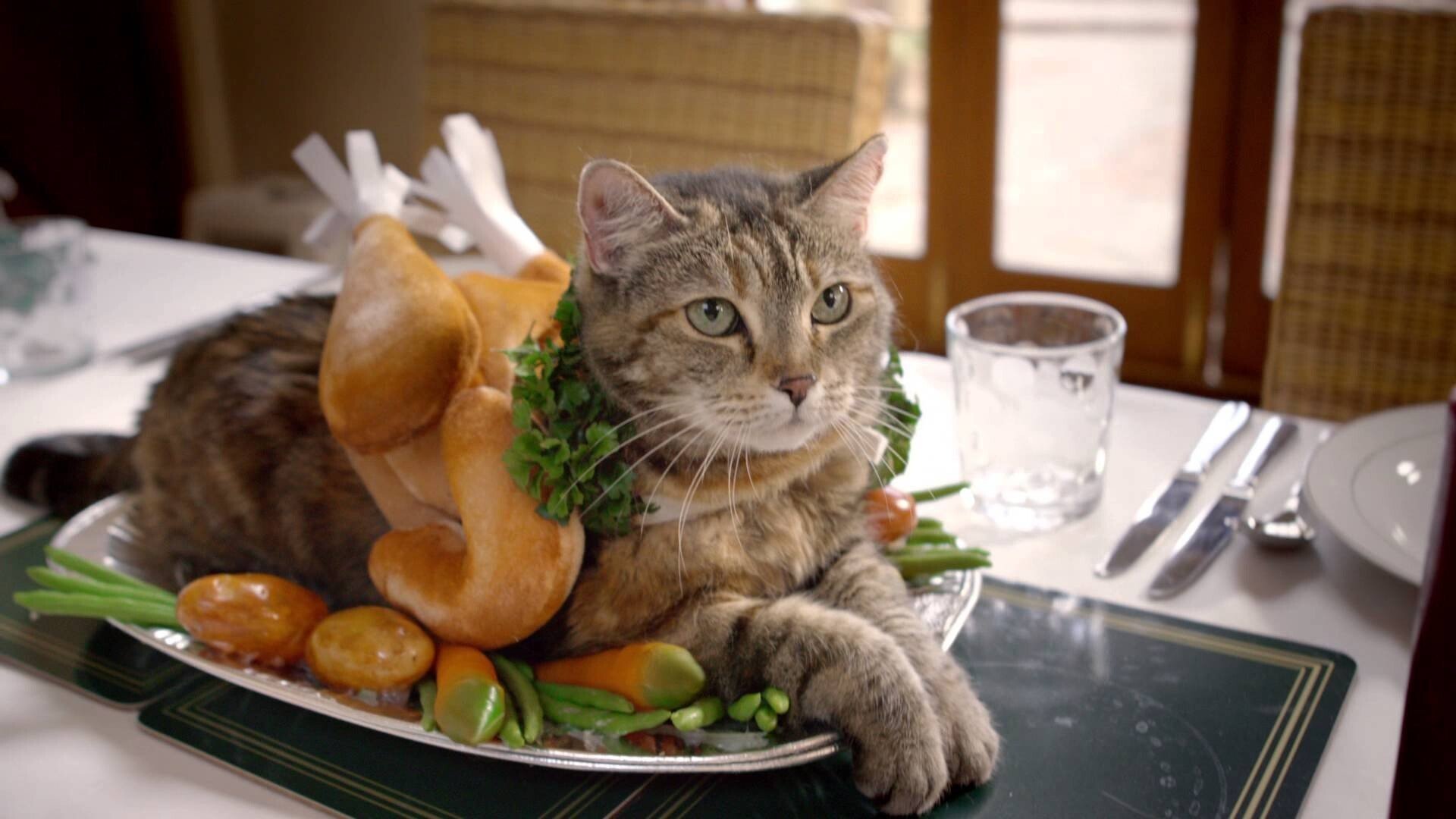 Уехали после обеда. Кот на праздничном столе. Кот обед. Кошачья еда. Котик с едой.