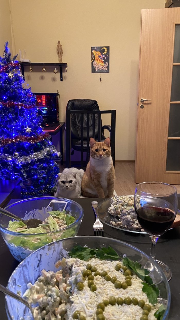 Кот и новогодний стол